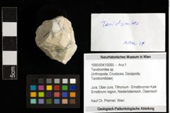 Foto (Objekt + Etiketten) von Tanidromites sp. 